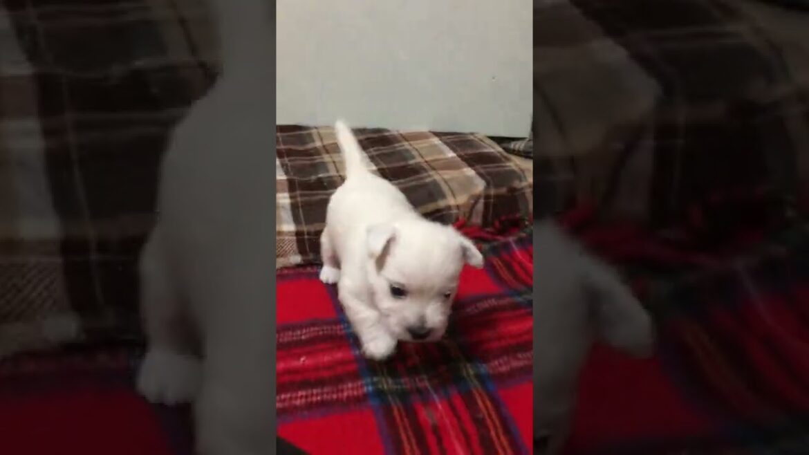 ウエストハイランドホワイトテリア 可愛いお顔の男の子♪すくすく成長中♡