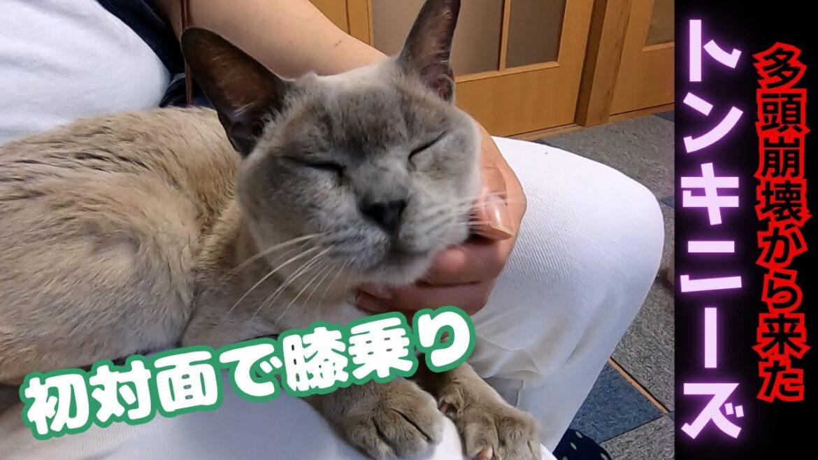 トンキニーズのシニア猫は甘えん坊初対面でも膝乗りのおもてなし（保護猫カフェ猫の惑星にゃーくる）Senior Tonkinese cat sits on lap when they first meet