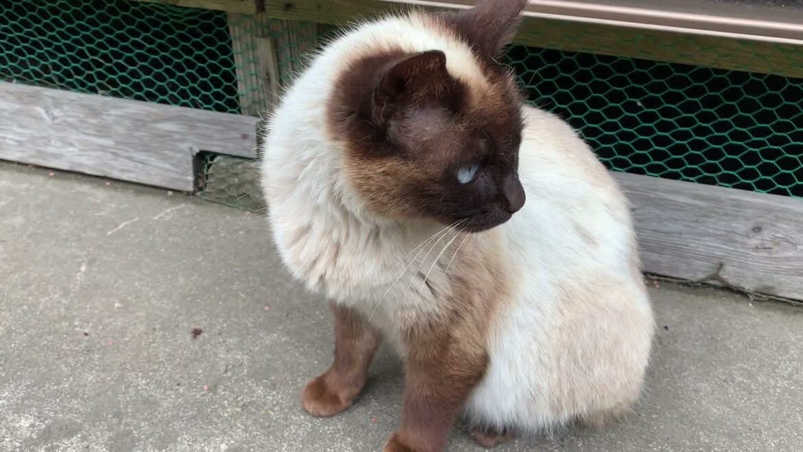 ウンウン鳴くシャム猫シャム子ちゃんと、お隣のシャムトラ君をモフリング Lovely Siamese cats.