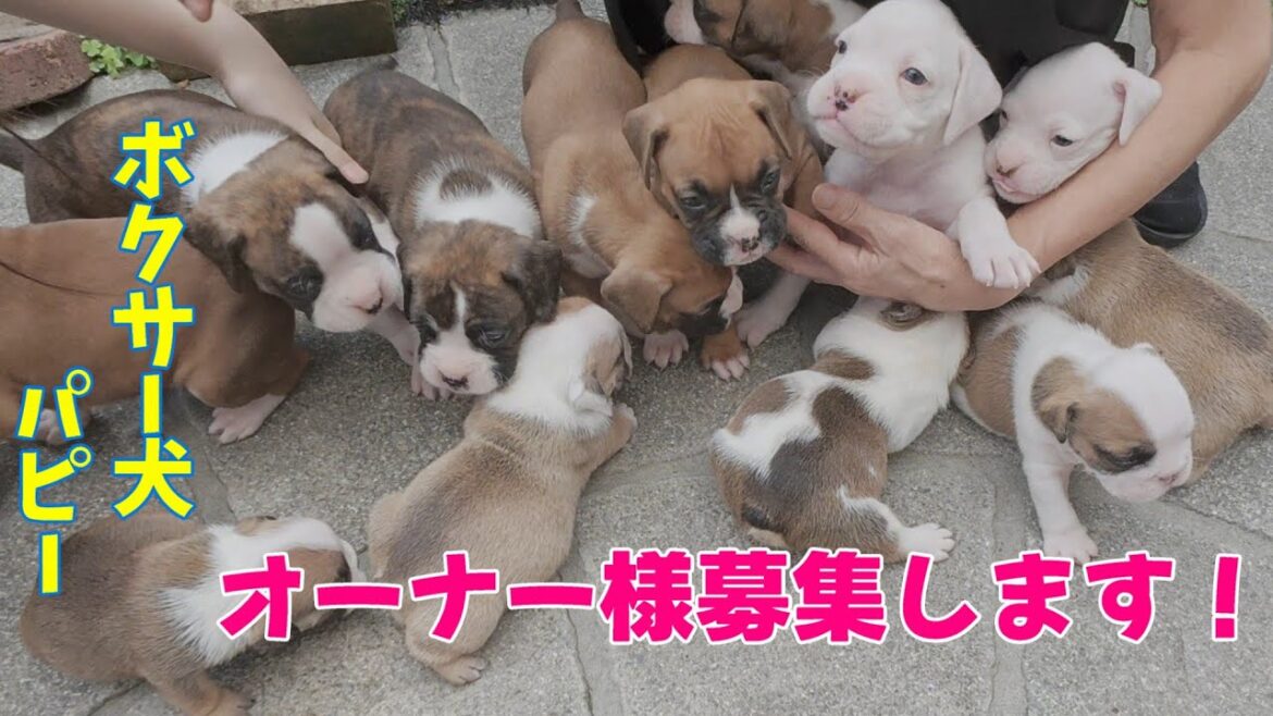 ボクサー犬パピーが1カ月経ちました。オーナー様を募集いたします！