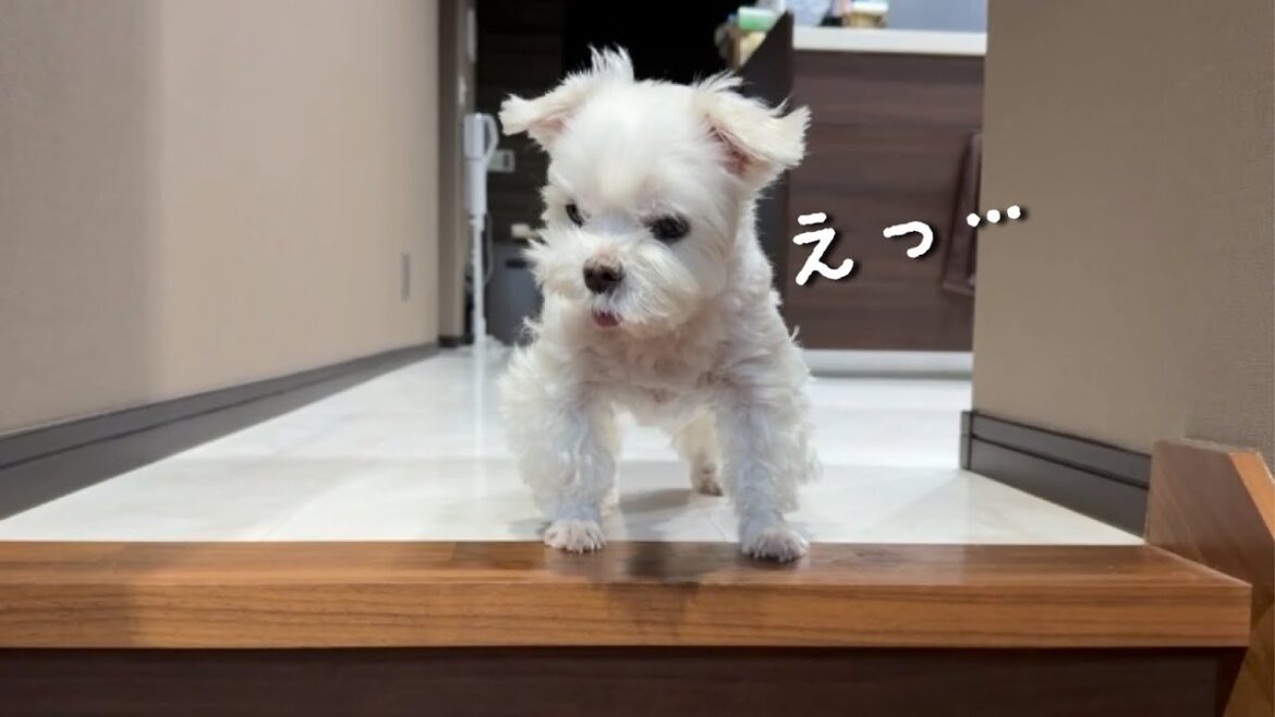 朝んぽに行けると勘違いした愛犬が拗ねてしまいました