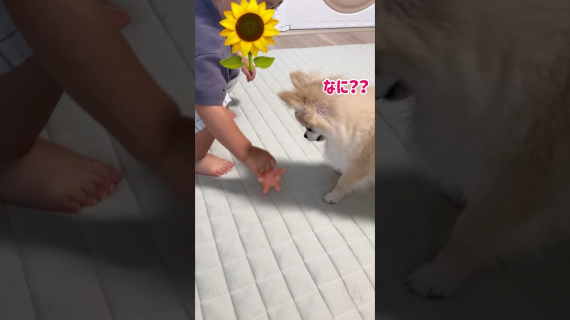 きーちゃんあそぼ！#shorts #ポメラニアン #チワワ #きなちゃんねる #小型犬 #smalldog #ミックス犬