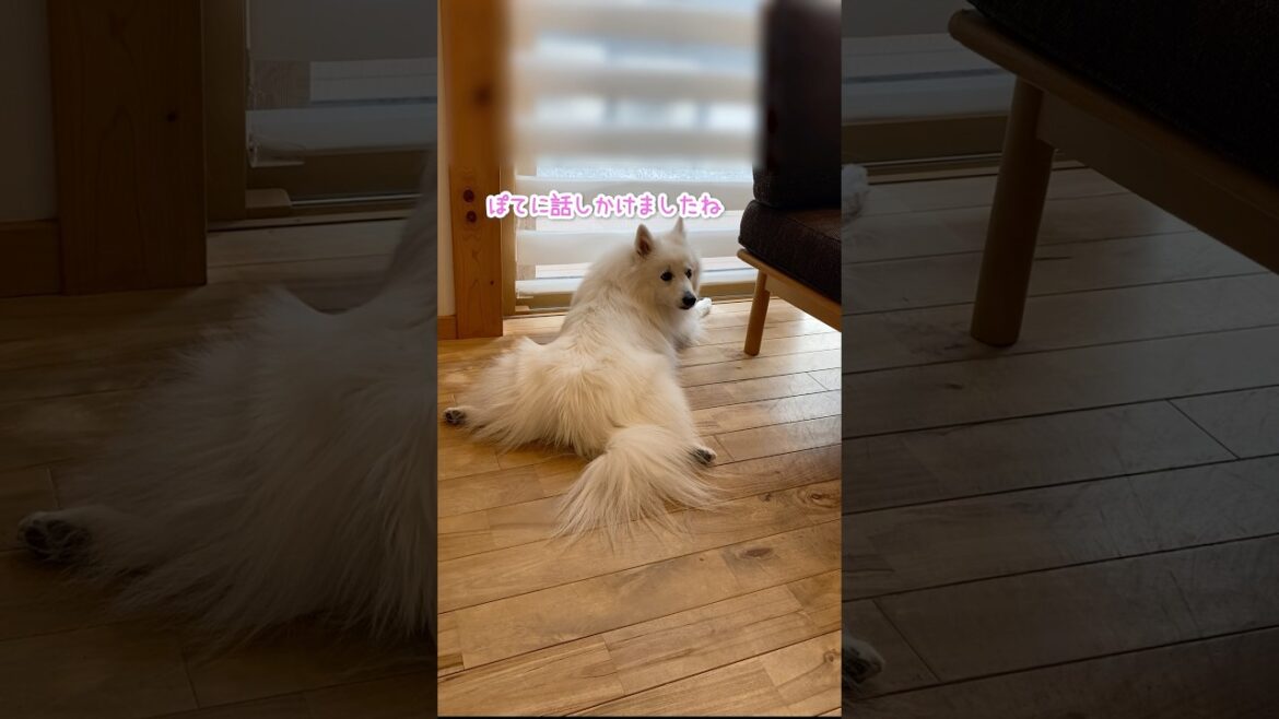 セコム中に話しかけるときはチップが必要です　#日本スピッツ #中型犬 #shorts