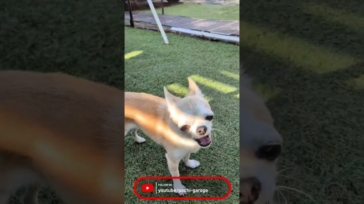 スムースコートチワワ きな子ちゃんのフル充電モード #Shorts #dog