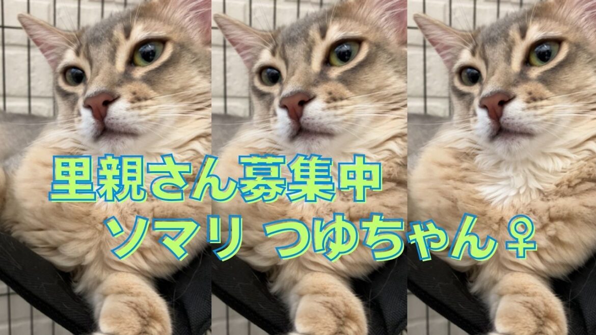 【里親さん募集中】ソマリのつゆちゃん(10ヶ月) 【里親さん募集中】ソマリのつゆちゃん(10ヶ月)