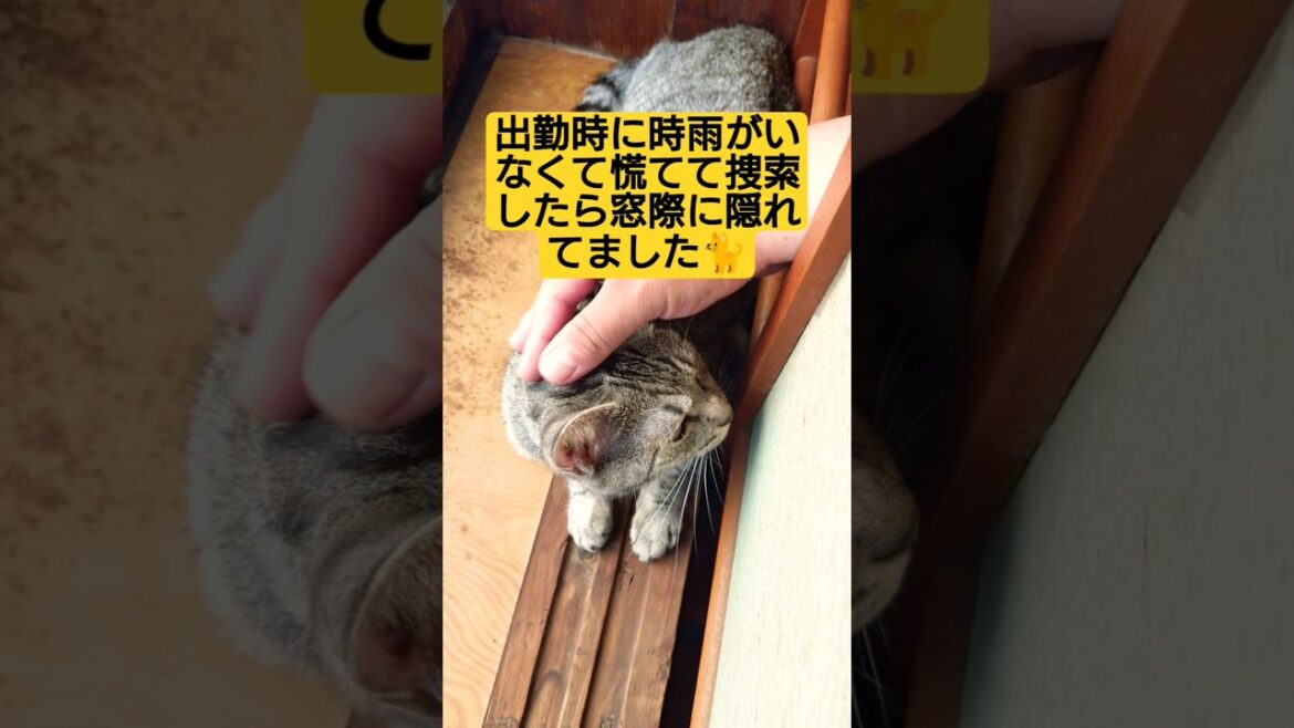 出勤時に【時雨がいない！？(ﾟдﾟ)】と思ったら…窓際に隠れんぼしていた動画#cat #猫のいる暮らし #ねこのいる生活