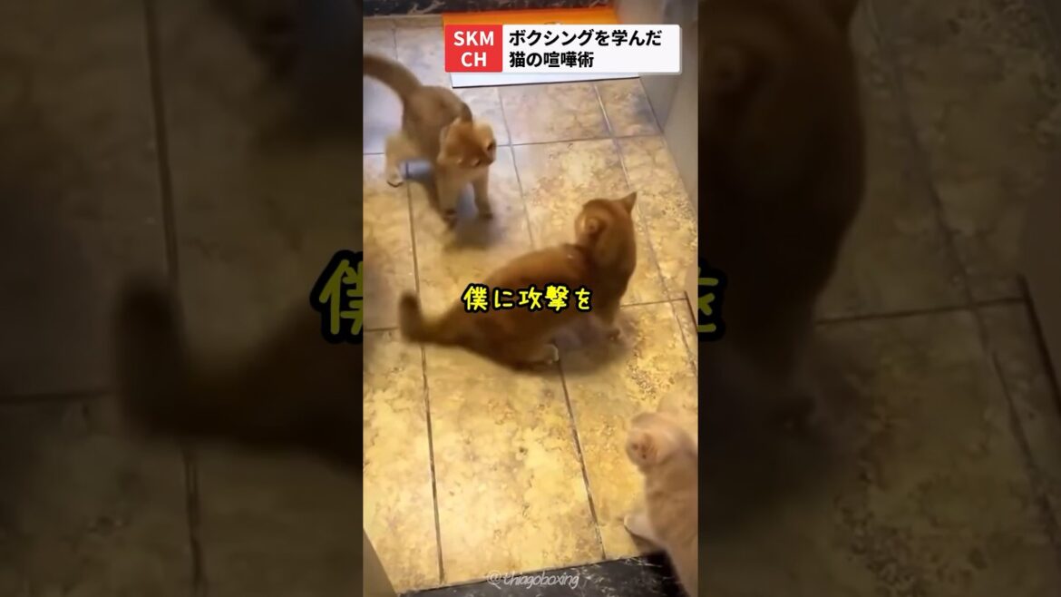 ボクシングを学んだ猫
