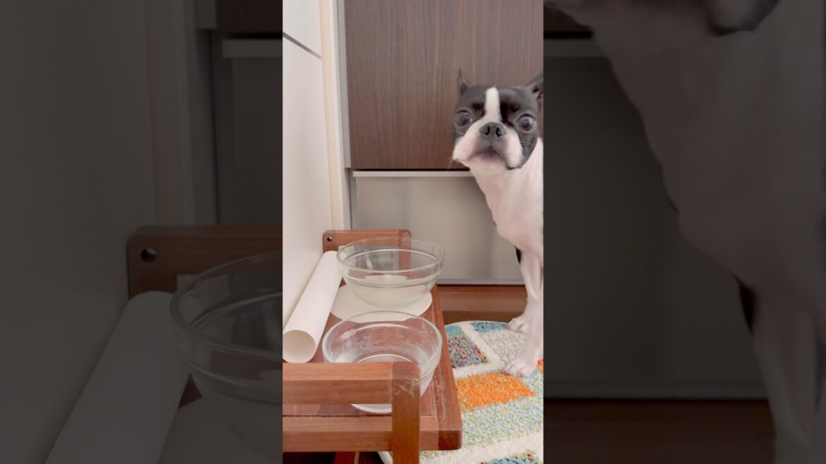 おはよう！メルの朝ごはん #ボストンテリア #ボステリ #bostonterrier