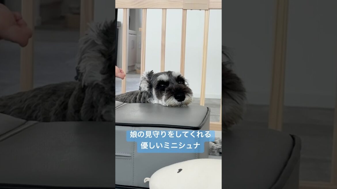 子守もできちゃうミニチュアシュナウザー#ミニチュアシュナウザー #miniatureschnauzer #癒し #犬のいる生活