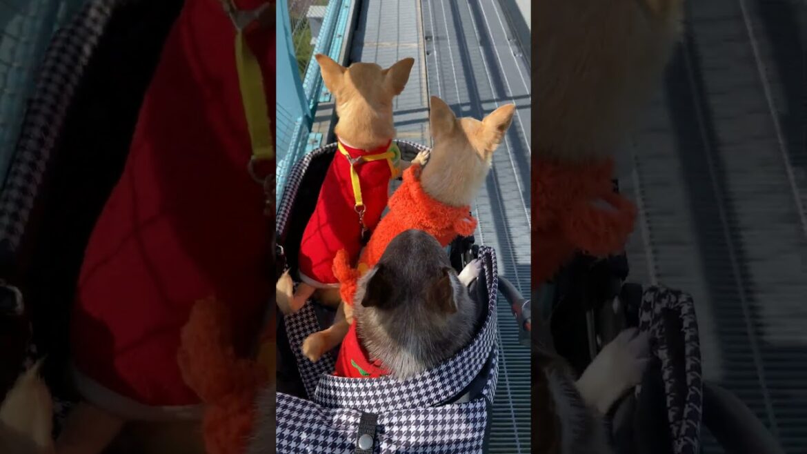 スムースコートチワワ 三島スカイウォーク #Shorts #dog