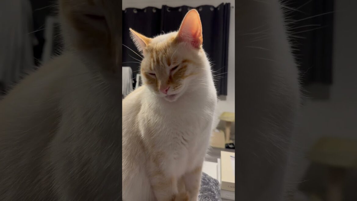 Who’s that very handsome man? #shorts #catvideos #catlovers