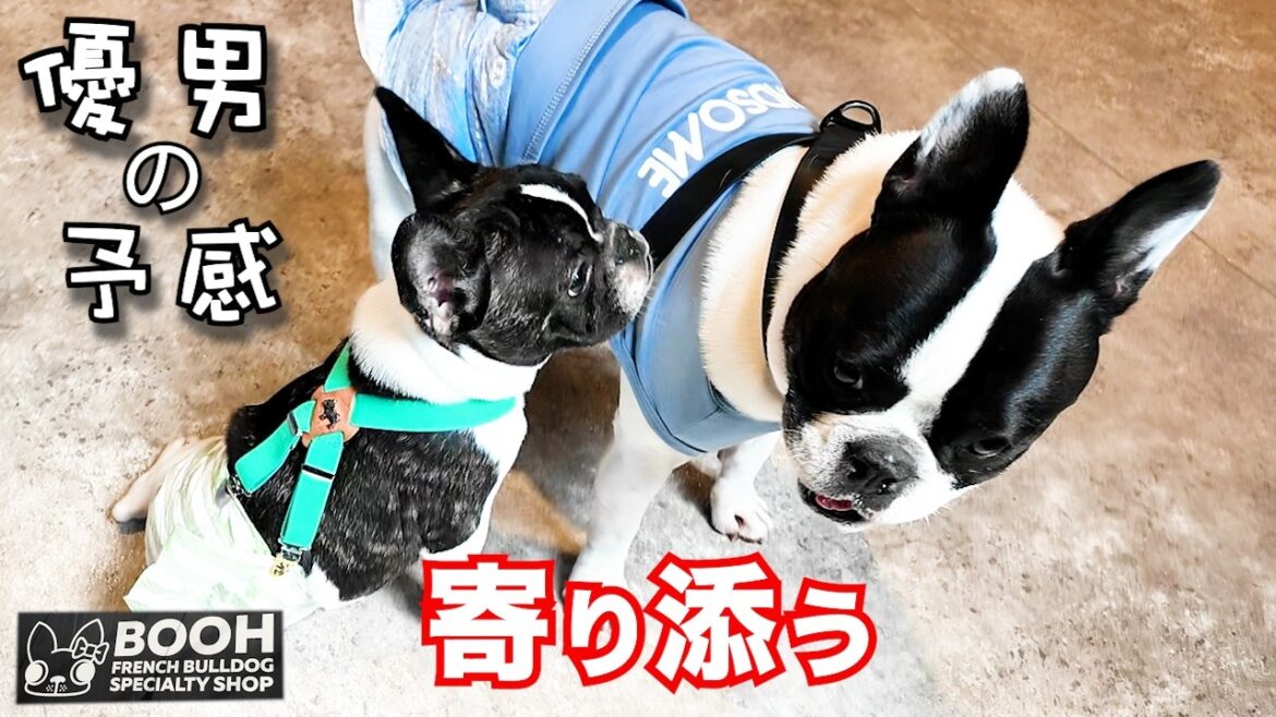 『癒し』多頭飼い憧れ増し増し夏休み♡おかんに心の俳句を詠ませた犬の姿🥹