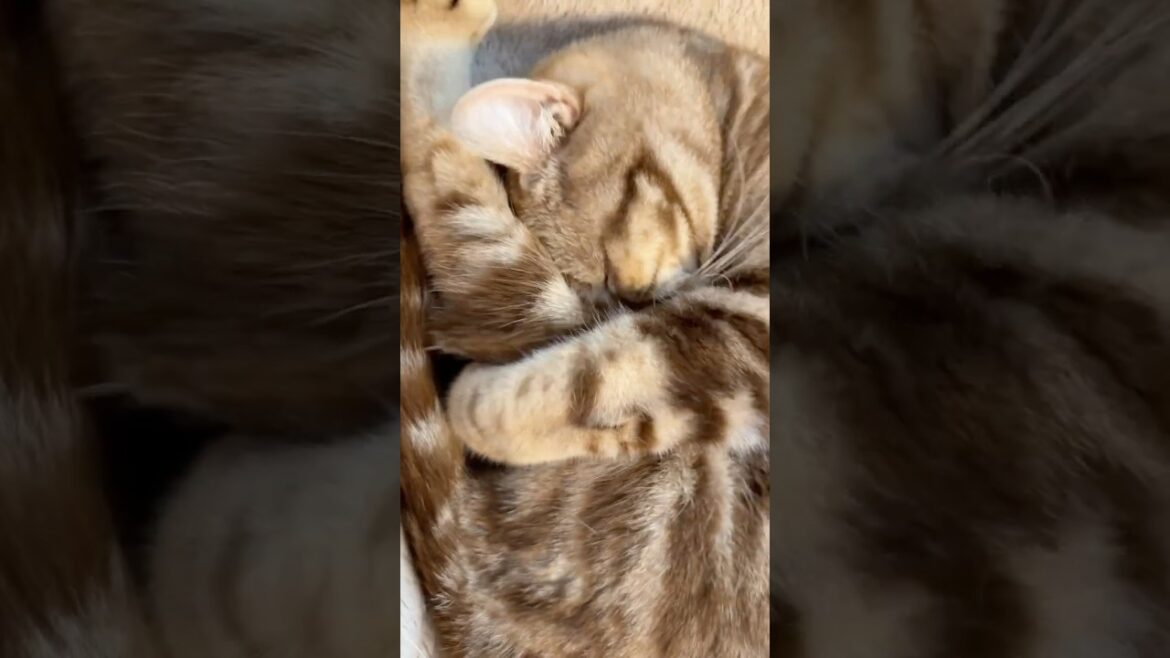 ねむねむ猫ルイちゃん #cat #アメリカンカール #cute #cat