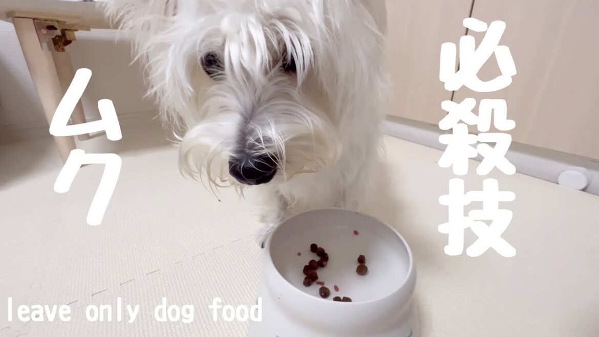 ドッグフードの仕分けを完璧にこなすウエストハイランドホワイトテリアという犬