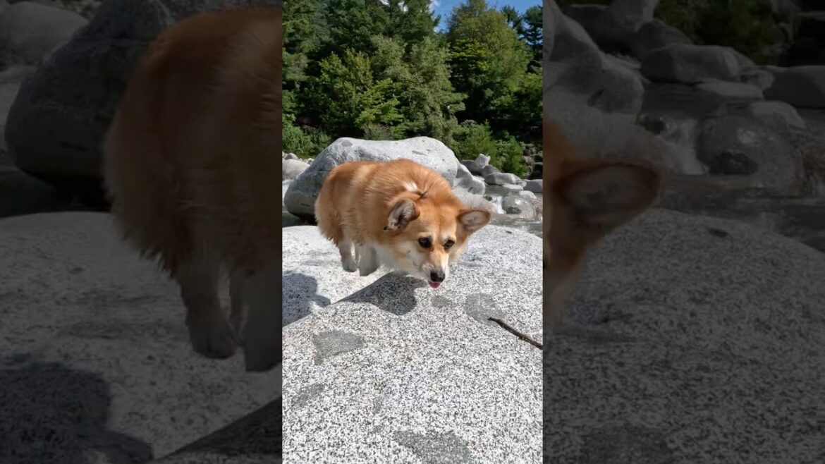 遊び心で岩を飛び移るコーギー / A corgi is playfully hopping from rock to rock. #コーギー #corgi #川遊び