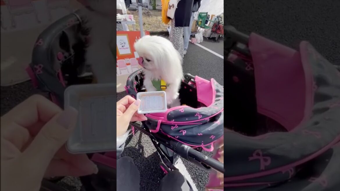 ぎふ清流犬祭りで試食三昧の1歳ペキニーズ #ペキニーズ