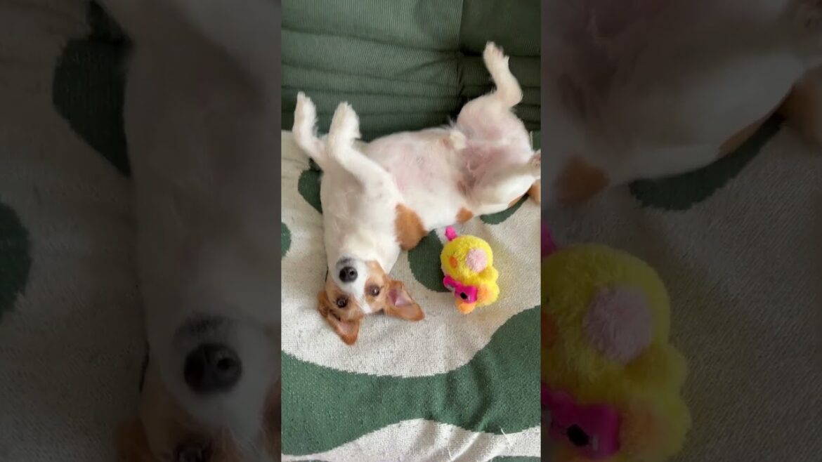 やっほ、オレと昼寝する？#ジャックラッセルテリア #puppy #jackrussellterrier #jrt #犬のいる生活 #dog