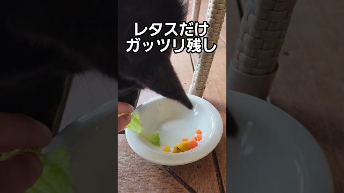 ［甲斐犬］初めての野菜食でレタスだけ食べない犬#犬 #甲斐犬 #ドギーズアイランド#shorts