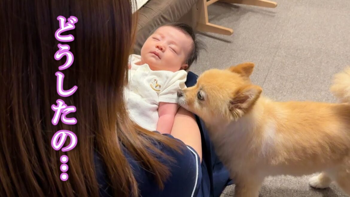 お疲れの赤ちゃんの様子を心配そうに見守るポメラニアンが優し過ぎました…
