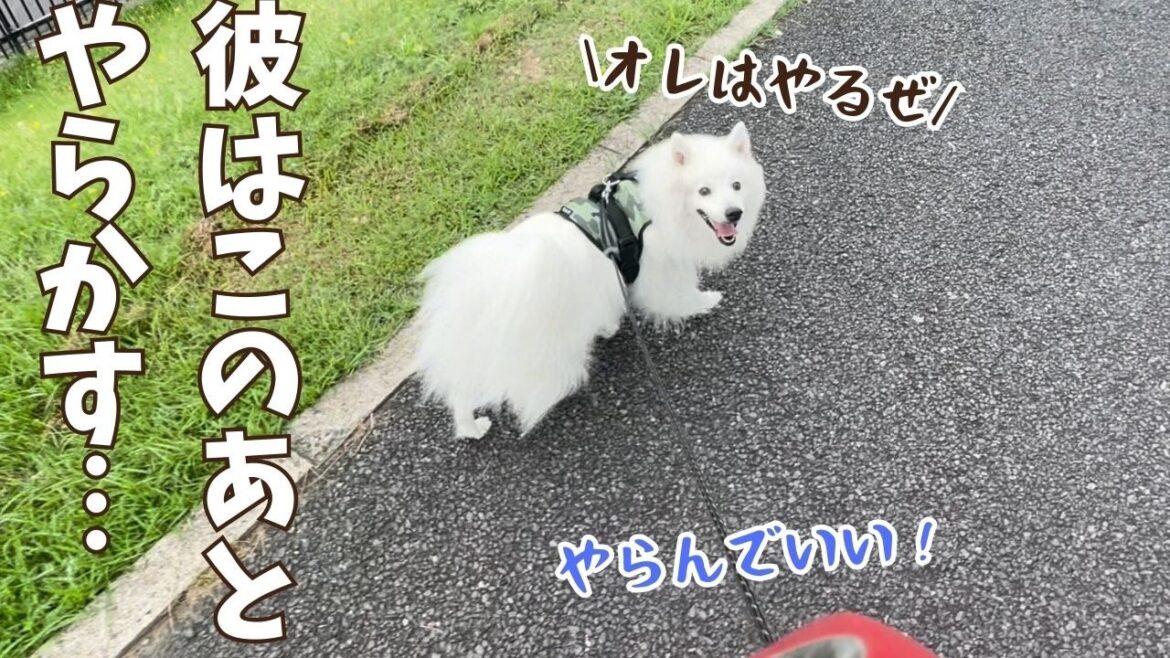 大好きなパパもぶん回す！気まぐれ日本スピッツ犬のやらかし散歩をモニタリング