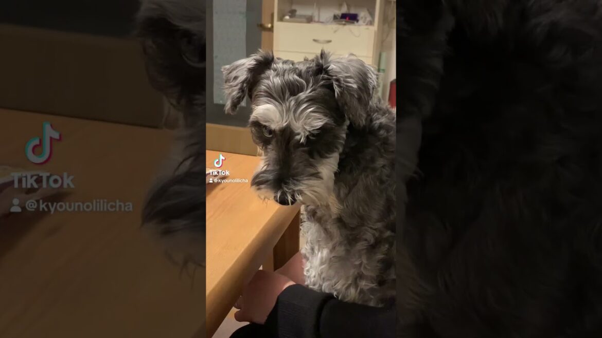 同じ犬です。 #シュナウザー #ミニチュアシュナウザー