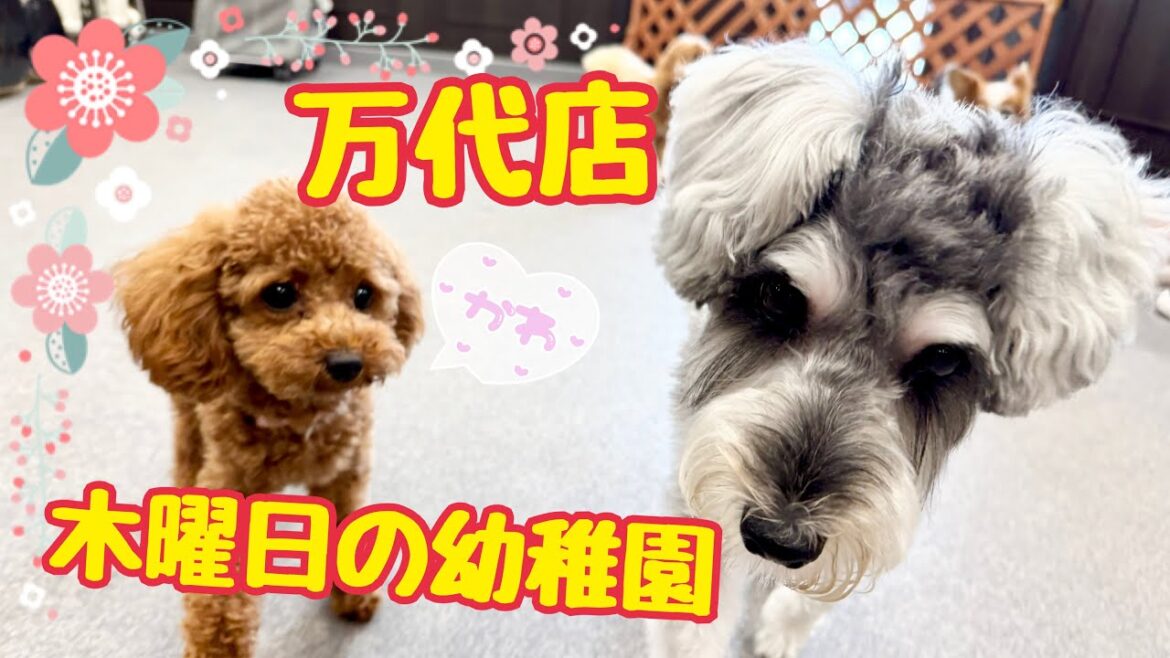 【犬の幼稚園】☆木曜日の幼稚園☆(万代店)
