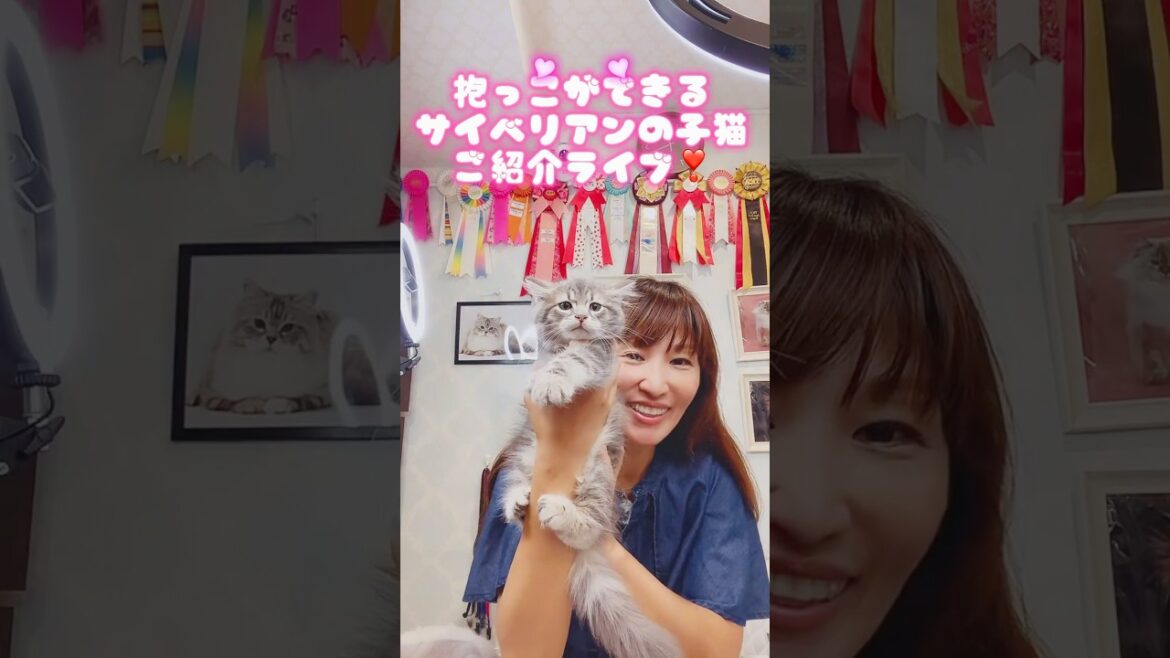 抱っこができる#サイベリアン #子ネコ ご紹介ライブ😻ご家族様募集中の子猫達が登場❣️サイベリアン専門店ロイヤル・キャッツで抱っこができる最高の子をお迎え下さい😻 #ペットショップ