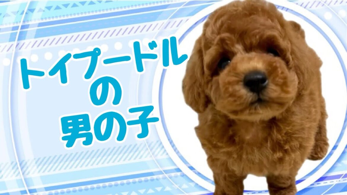 トイプードルの子犬　（和歌山）