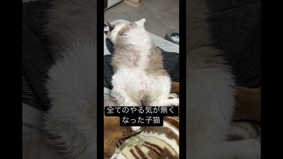 見ている方は癒されました#cat #ラグドール #保護猫 #子猫 #猫のいる生活