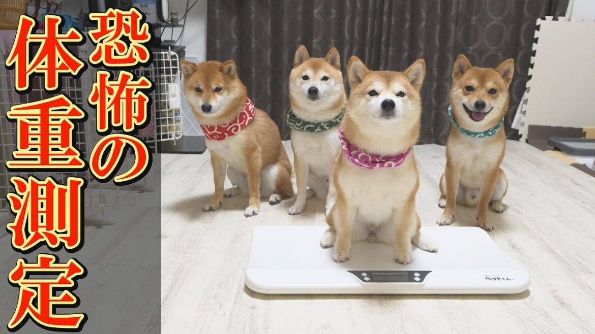 とんでもなく太ってしまった柴犬達は、ダイエット出来たのでしょうか？