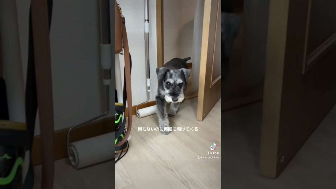 家事お手伝いドッグは忙しい #シュナウザー #ミニチュアシュナウザー