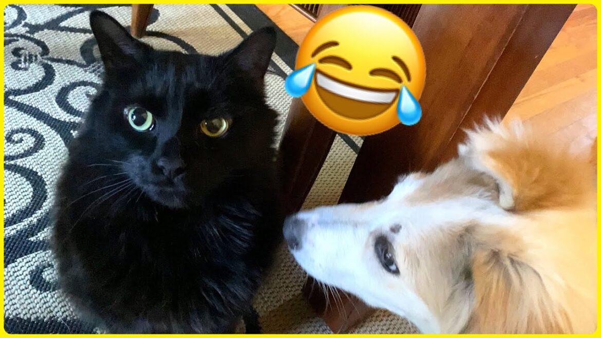 Cute Puppy meets Manx Cat! (TAILLESS CAT) Cute Puppy meets Manx Cat! (TAILLESS CAT)