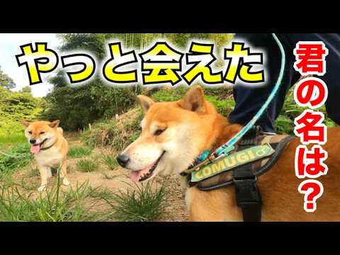 柴犬こむぎと山の中で遊んでいたらお友達に会った夏の日 柴犬こむぎと山の中で遊んでいたらお友達に会った夏の日