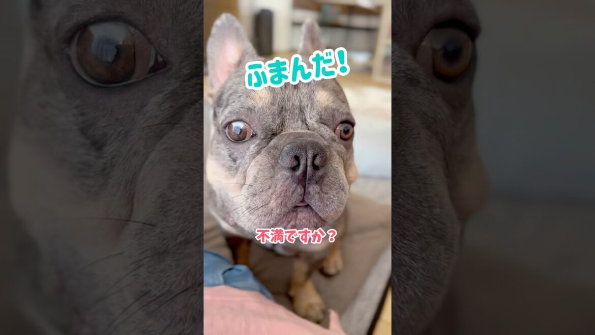 不満そうな愛犬にプールを提案してみたら… #shorts