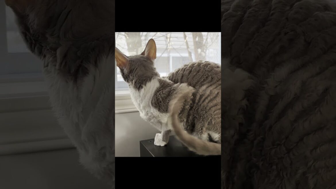 Griswald the Cornish Rex Cat Watches Birds 🐦👀