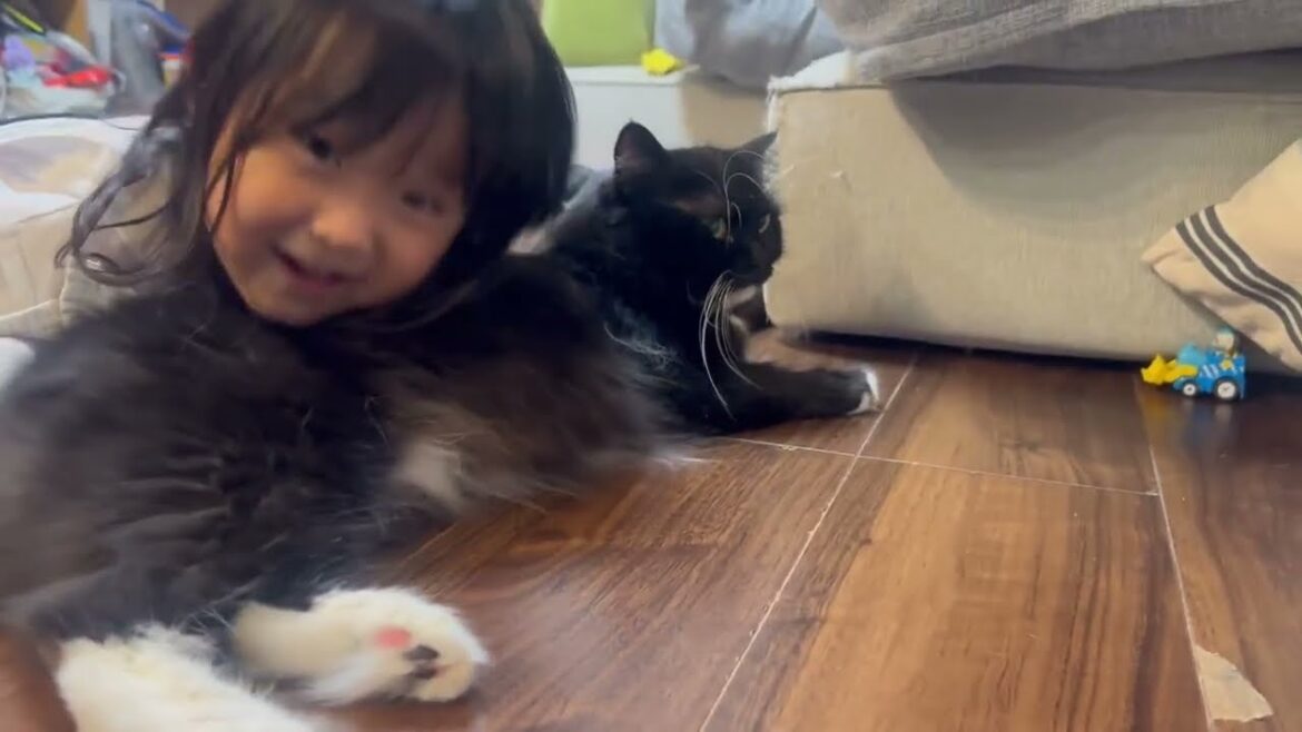 無防備に堂々としている猫　ラガマフィンA defenseless and majestic cat. Ragamuffin