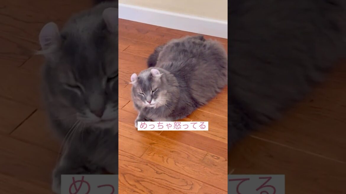 怒ってる #ねこ動画 #アメリカンカール #猫動画