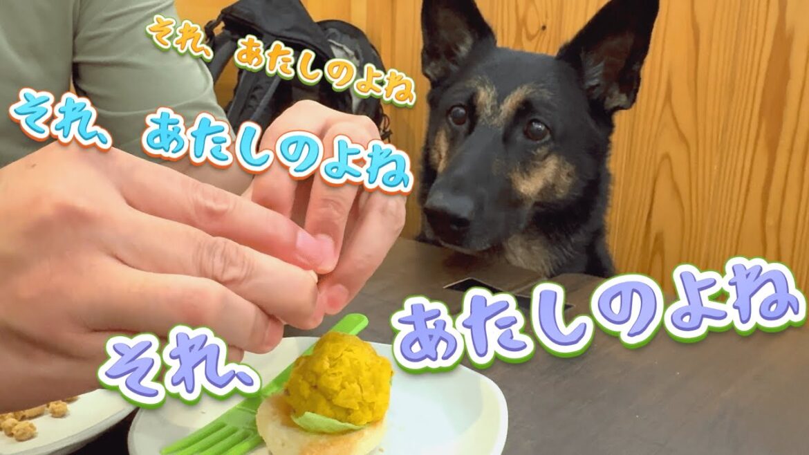 ドッグカフェで初めてワンバーガーを見た愛犬がサイコすぎましたw【ジャーマンシェパード】