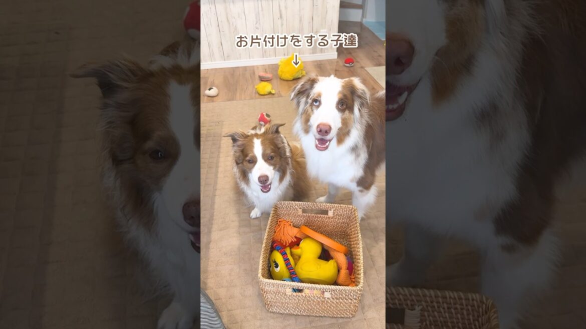 遊んだおもちゃをお片付けをする犬達が偉すぎる🥺♡【ボーダーコリー・オーストラリアンシェパード】