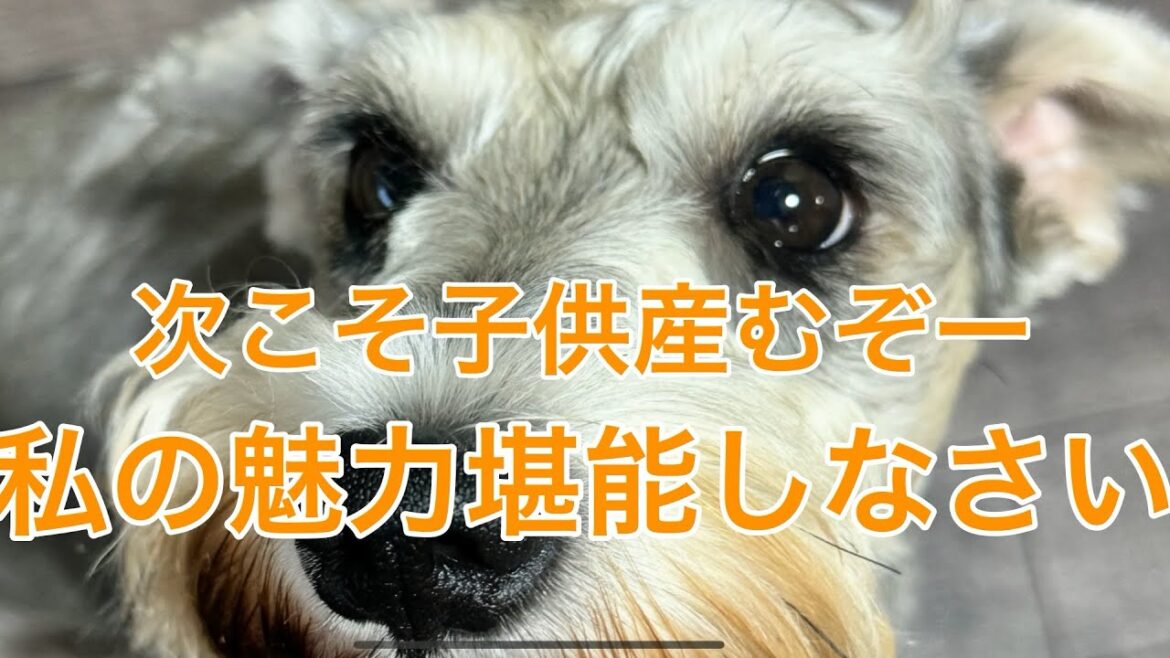 【魅力】堪能せよ。シュナウザー