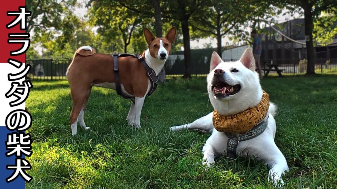柴犬柿丸 お久しぶりのバセンジーちゃん【オランダ / 環境音 / 4K】Kaki-Maru the Shiba Inu