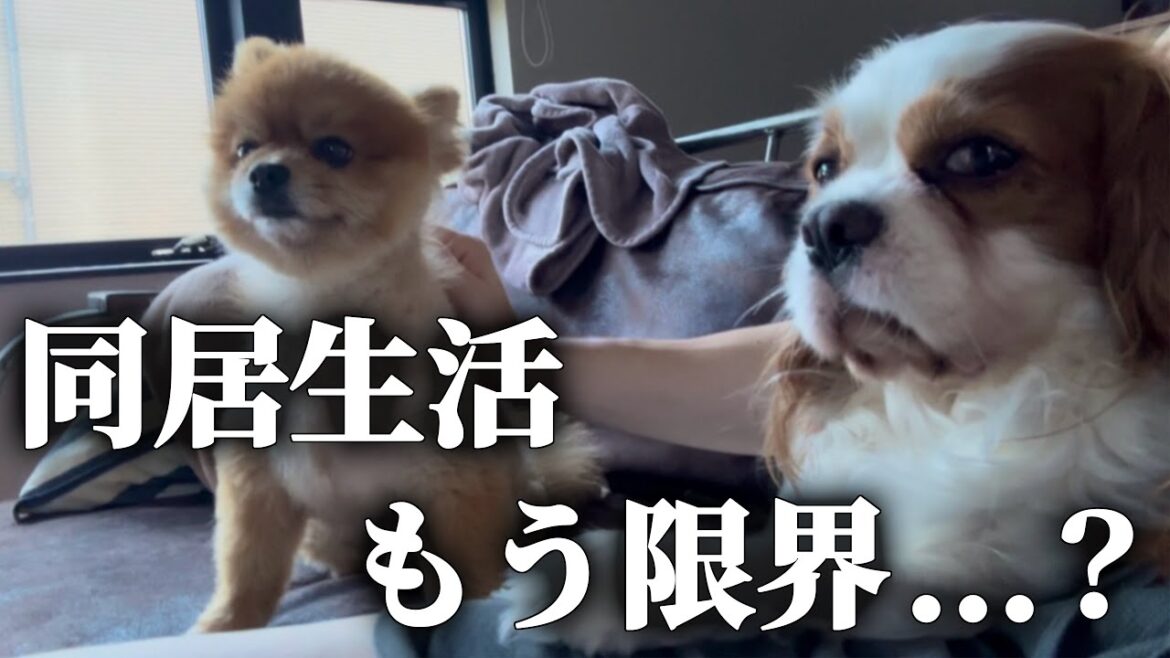 犬見知りのキャバリアと陽キャのポメラニアンが一緒に暮らしてみた結果…