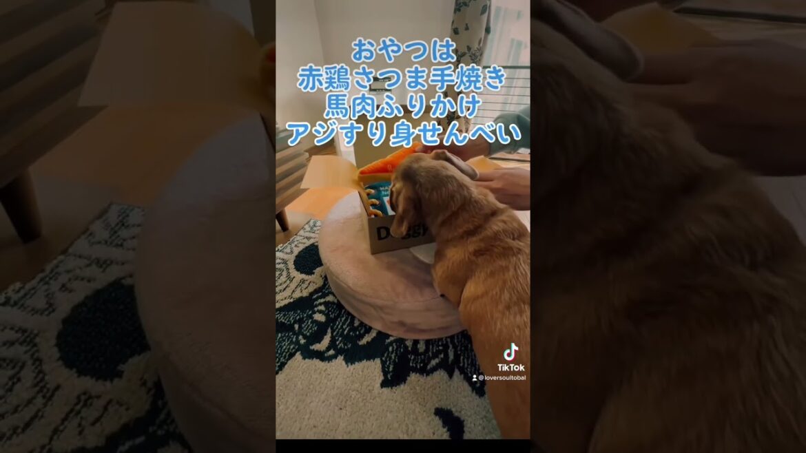 箱の中身は何だ‼️ #ダックスフンド #スムース #わんことキャンプ #賢い犬 #グランピング #ライオンキング #わんこと一緒 #天才犬