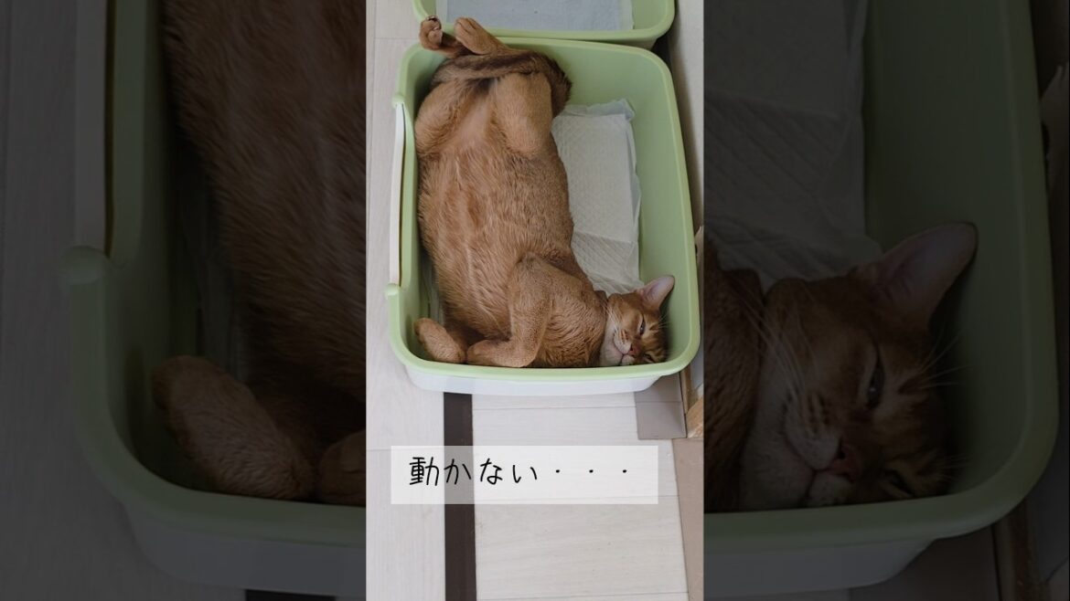 トイレでお休み中💤#アビシニアン#猫のいる暮らし