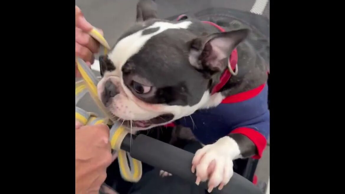 乗り物が大好きすぎる　フレンチブルドッグとボストンテリアのMIX