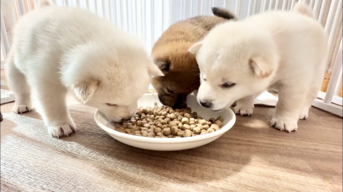 【柴犬 子犬】初めての離乳食に挑戦する子犬