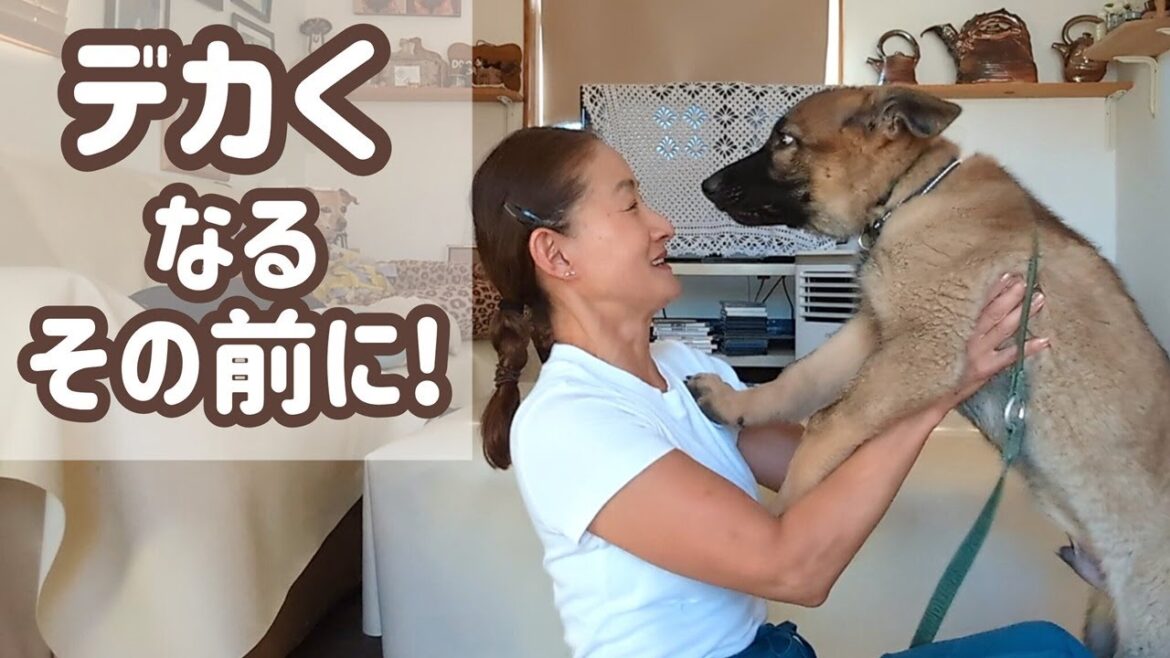 【ジャーマンシェパード】先を考えて少しずつ訓練内容も変えていくと思います🙂