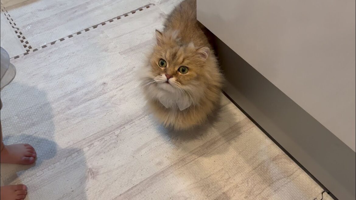 赤ちゃんと遊ぶ猫がとても面倒くさそうでとても不安…
