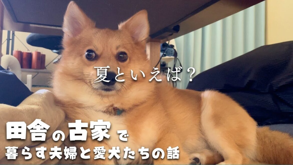 【番外編】暑いけど夏は夏として楽しみたいのです 【番外編】暑いけど夏は夏として楽しみたいのです