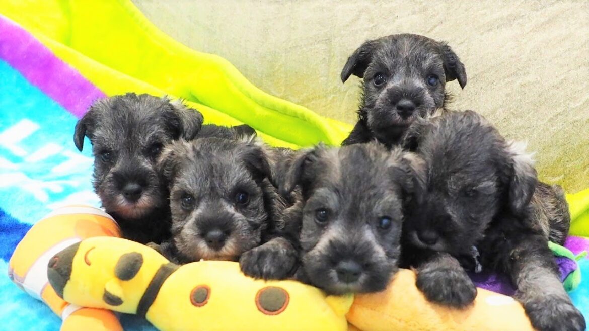 【オーナー様募集中】ミニチュアシュナウザー子犬